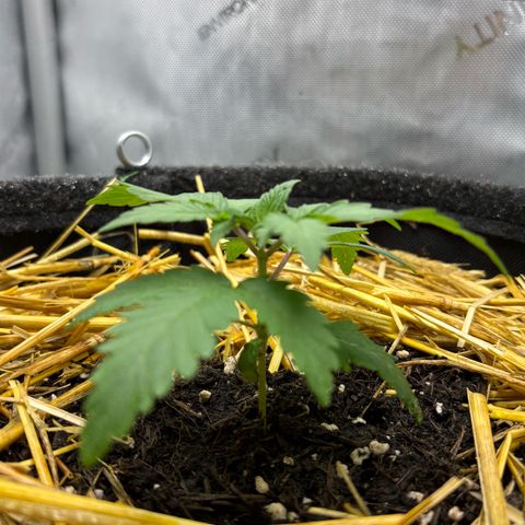 Tropicana Cherry growlog timeline photo