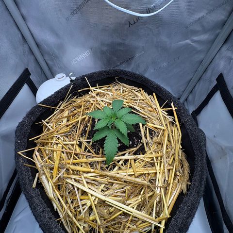 Tropicana Cherry growlog timeline photo