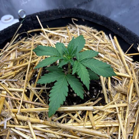 Tropicana Cherry growlog timeline photo