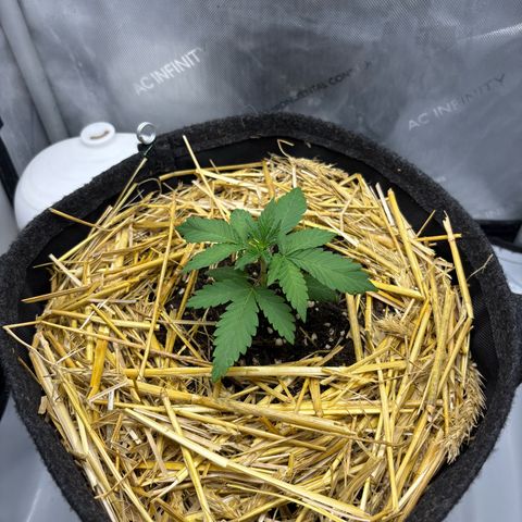 Tropicana Cherry growlog timeline photo