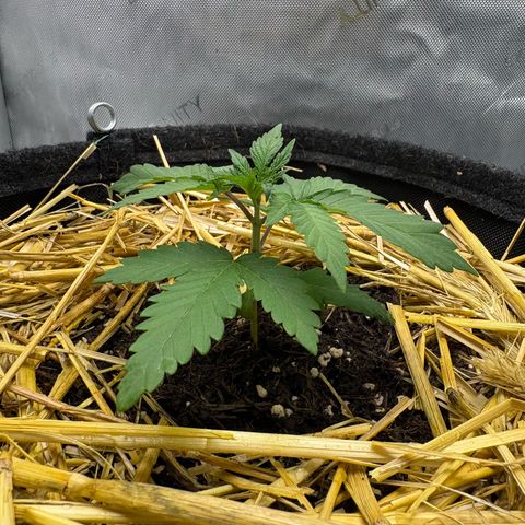 Tropicana Cherry growlog timeline photo