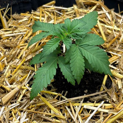 Tropicana Cherry growlog timeline photo