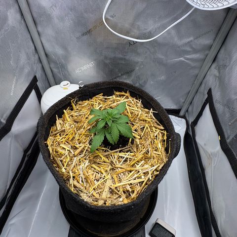 Tropicana Cherry growlog timeline photo