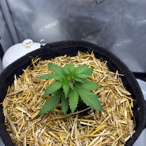 Tropicana Cherry growlog timeline photo