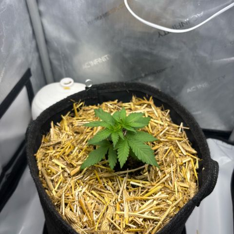 Tropicana Cherry growlog timeline photo