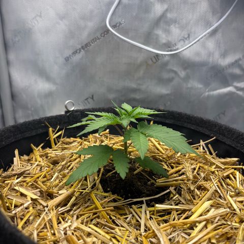 Tropicana Cherry growlog timeline photo
