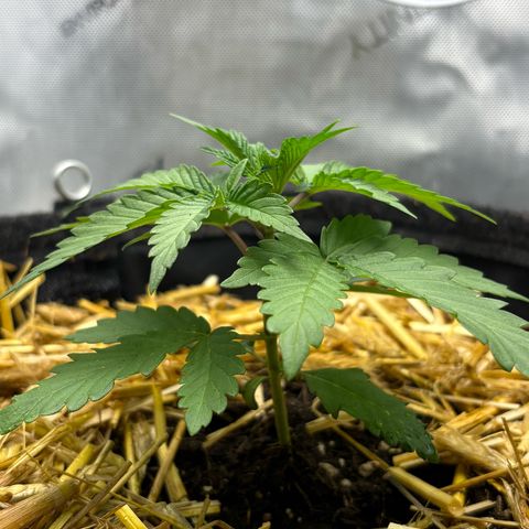 Tropicana Cherry growlog timeline photo