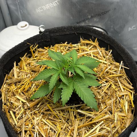 Tropicana Cherry growlog timeline photo