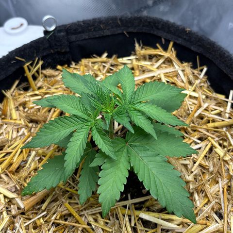 Tropicana Cherry growlog timeline photo