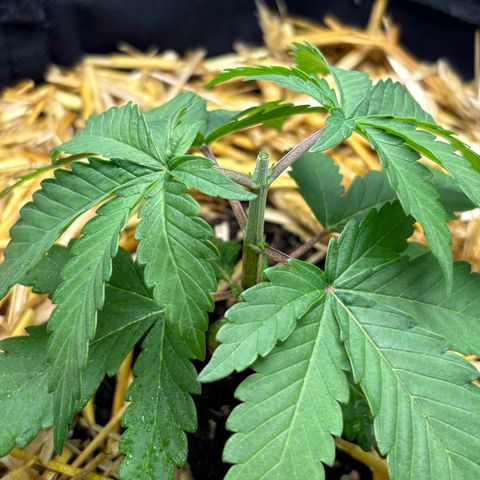 Tropicana Cherry growlog timeline photo