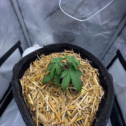 Tropicana Cherry growlog timeline photo