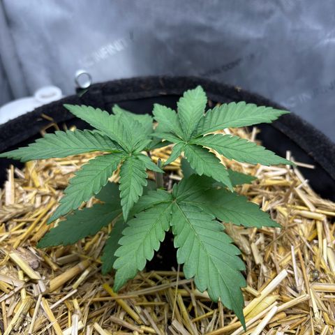 Tropicana Cherry growlog timeline photo