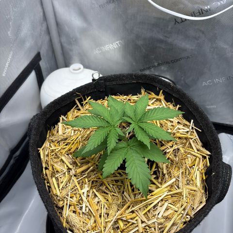 Tropicana Cherry growlog timeline photo