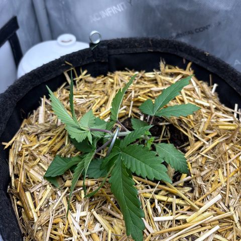 Tropicana Cherry growlog timeline photo