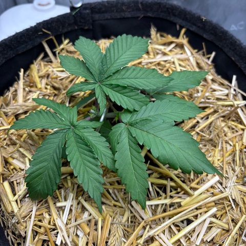 Tropicana Cherry growlog timeline photo