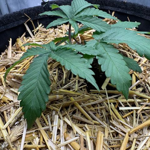 Tropicana Cherry growlog timeline photo