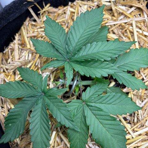 Tropicana Cherry growlog timeline photo