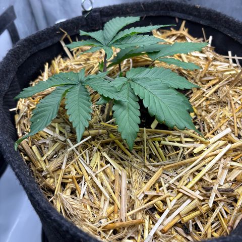 Tropicana Cherry growlog timeline photo
