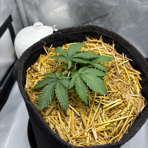 Tropicana Cherry growlog timeline photo