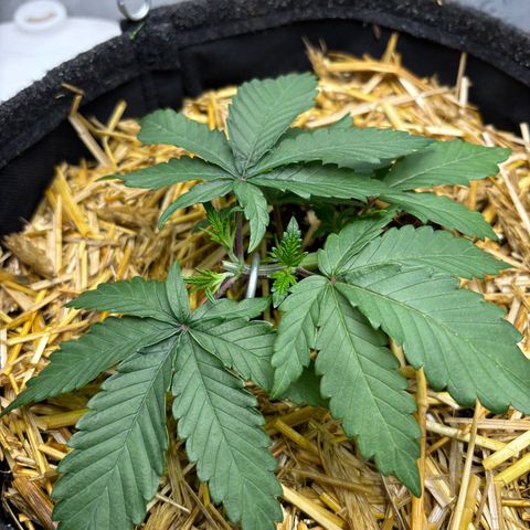 Tropicana Cherry growlog timeline photo