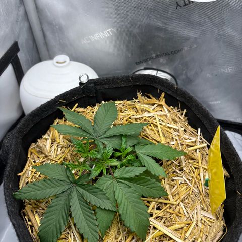 Tropicana Cherry growlog timeline photo