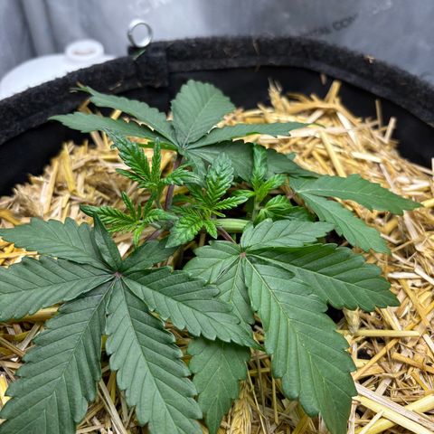 Tropicana Cherry growlog timeline photo