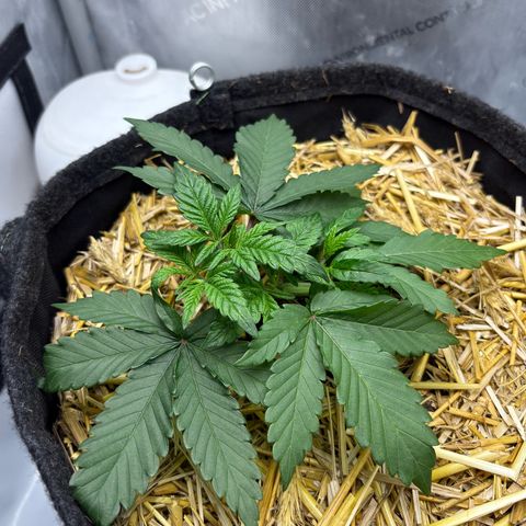 Tropicana Cherry growlog timeline photo