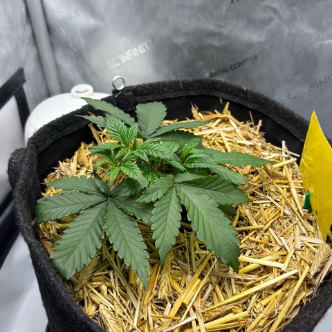 Tropicana Cherry growlog timeline photo
