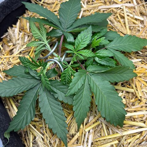 Tropicana Cherry growlog timeline photo