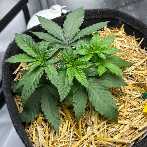 Tropicana Cherry growlog timeline photo