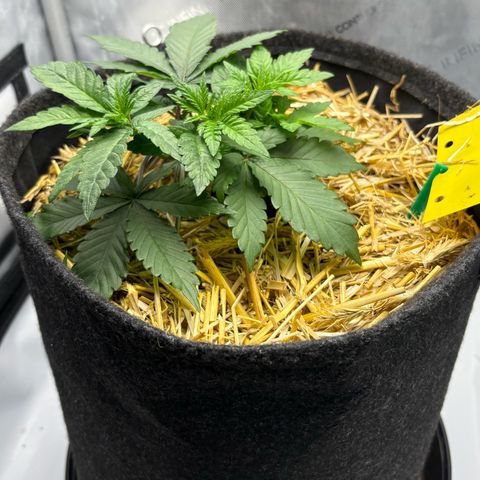 Tropicana Cherry growlog timeline photo