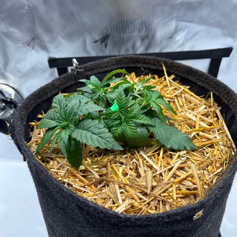 Tropicana Cherry growlog timeline photo