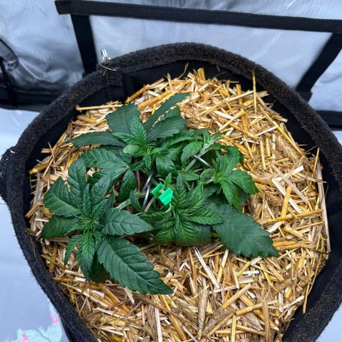 Tropicana Cherry growlog timeline photo
