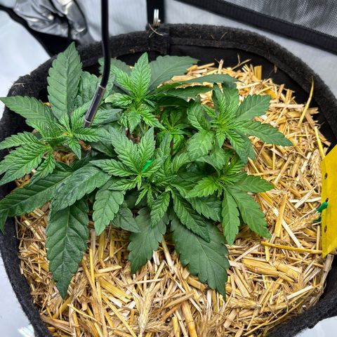 Tropicana Cherry growlog timeline photo