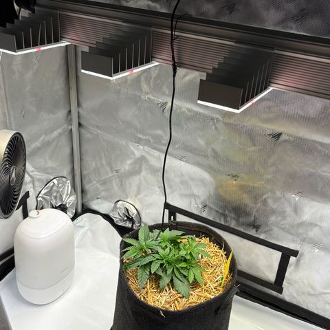 Tropicana Cherry growlog timeline photo