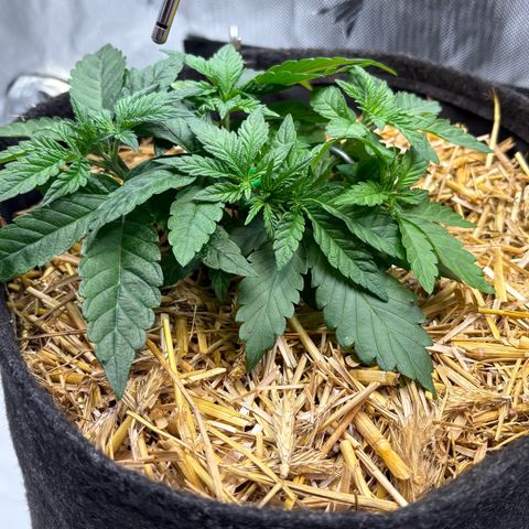Tropicana Cherry growlog timeline photo