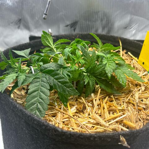 Tropicana Cherry growlog timeline photo