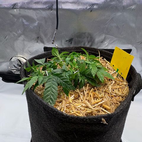 Tropicana Cherry growlog timeline photo