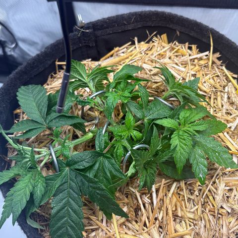 Tropicana Cherry growlog timeline photo