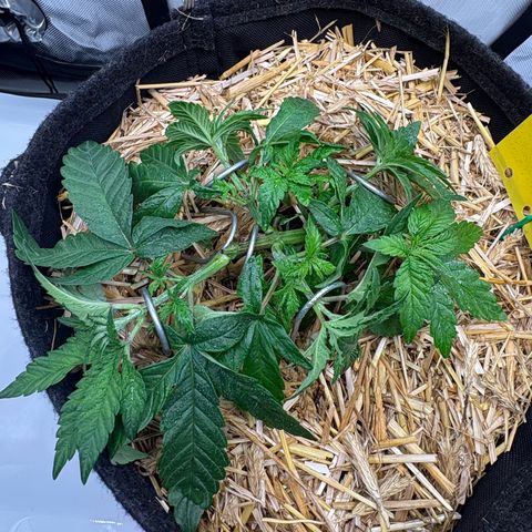 Tropicana Cherry growlog timeline photo