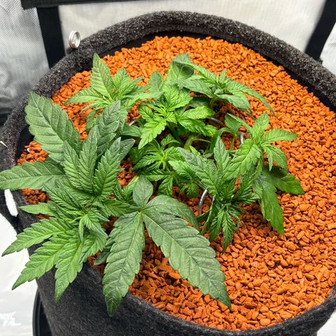 Tropicana Cherry growlog timeline photo
