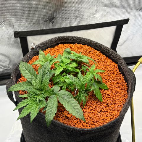 Tropicana Cherry growlog timeline photo