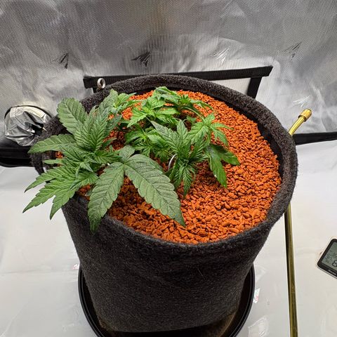 Tropicana Cherry growlog timeline photo