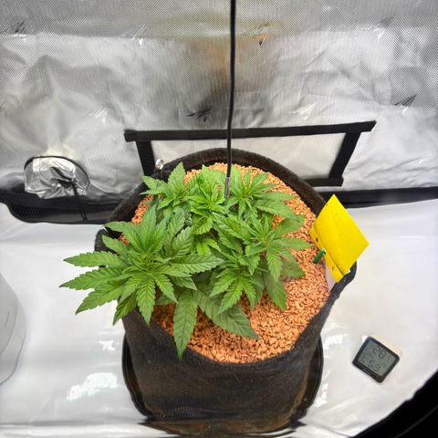 Tropicana Cherry growlog timeline photo