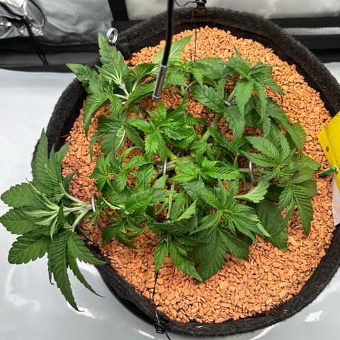 Tropicana Cherry growlog timeline photo