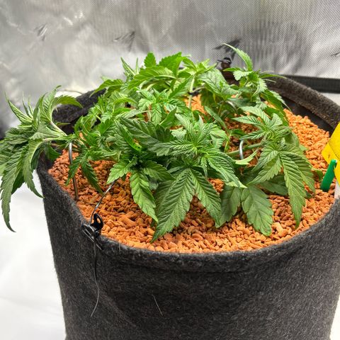 Tropicana Cherry growlog timeline photo