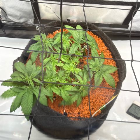Tropicana Cherry growlog timeline photo