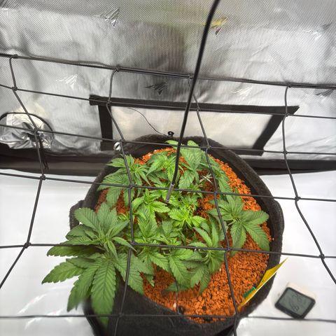 Tropicana Cherry growlog timeline photo