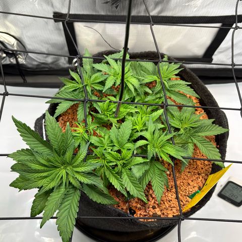 Tropicana Cherry growlog timeline photo