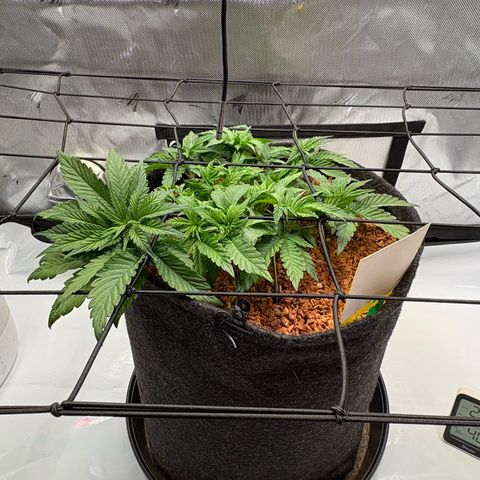 Tropicana Cherry growlog timeline photo